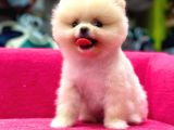 Teddy Bear Yavrular Petshop Güvencesiyle