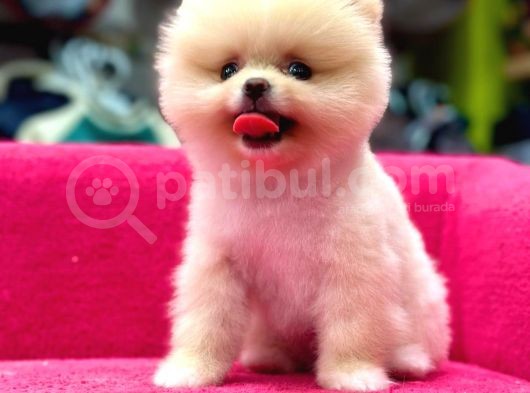 Teddy Bear Yavrular Petshop Güvencesiyle görsel