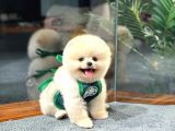 Teddy Bear Pomeranian Boo Yavrularımız
