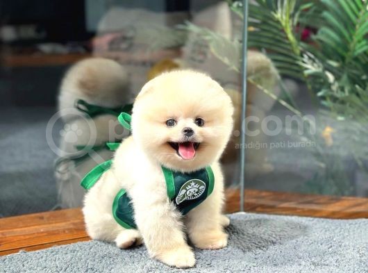 Teddy Bear Pomeranian Boo Yavrularımız görsel