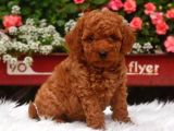 Tooy poodle cinsi yavrular DİŞİ erkek mevcuttur 