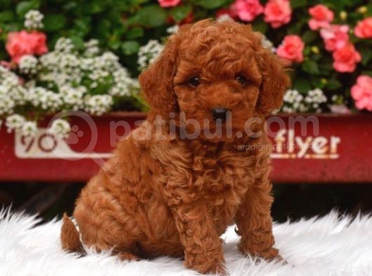 Tooy poodle cinsi yavrular DİŞİ erkek mevcuttur 