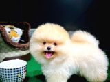 Güler Yüzlü Teddy Bear Pomeranian Boo Yavrularımız