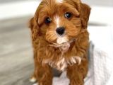 Tooy poodle cinsi yavrular DİŞİ erkek mevcuttur 