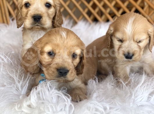 A Kalite Cocker Bebeklerimiz görsel
