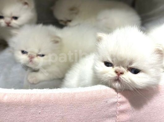 Yavru Erkek Bebeklerimiz Sahiplendirilecektir Sağlıklı Uygun görsel