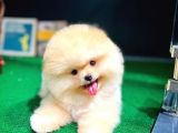 Güler Yüzlü Teddy Bear Pomeranian Boo Yavrularımız