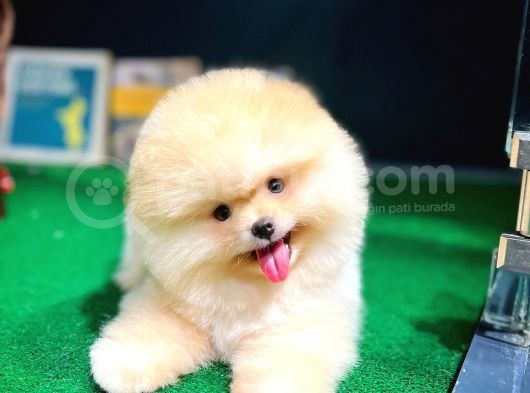 Güler Yüzlü Teddy Bear Pomeranian Boo Yavrularımız görsel