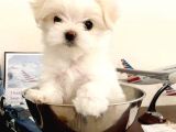Maltesse Terrier Cinsi Güzel Yavrular