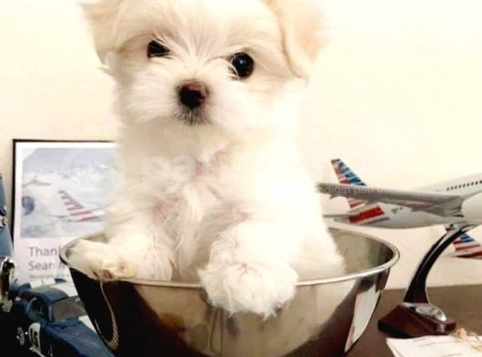 Maltesse Terrier Cinsi Güzel Yavrular