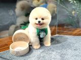 Teddy Bear Pomeranian Boo Yavrularımız
