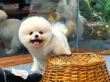 Teddy Bear Pomeranian Boo Yavrularımız