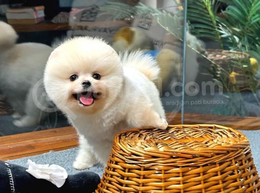 Teddy Bear Pomeranian Boo Yavrularımız