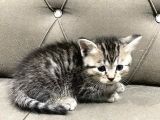2 Aylık British Longhair Yavrular Yuva Arıyor