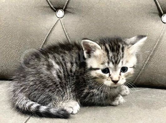 2 Aylık British Longhair Yavrular Yuva Arıyor