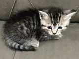 2 Aylık British Longhair Yavrular Yuva Arıyor