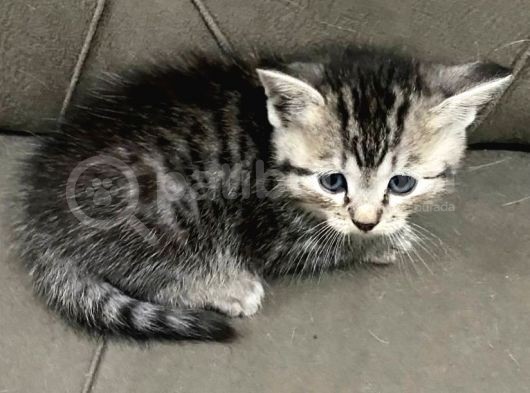 2 Aylık British Longhair Yavrular Yuva Arıyor görsel