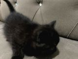 2 Aylık British Longhair Yavrular Yuva Arıyor