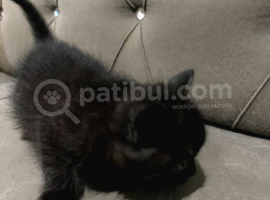 2 Aylık British Longhair Yavrular Yuva Arıyor görsel