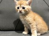 2 Aylık British Longhair Yavrular Yuva Arıyor