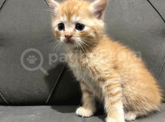 2 Aylık British Longhair Yavrular Yuva Arıyor görsel