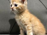 2 Aylık British Longhair Yavrular Yuva Arıyor