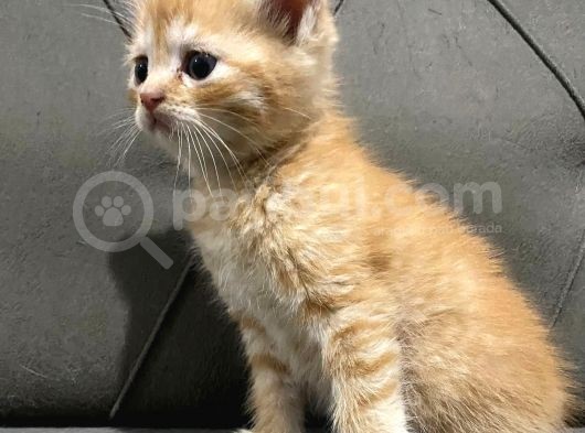 2 Aylık British Longhair Yavrular Yuva Arıyor görsel