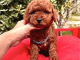 Koyu Kahverengi Poodle Yavrular 