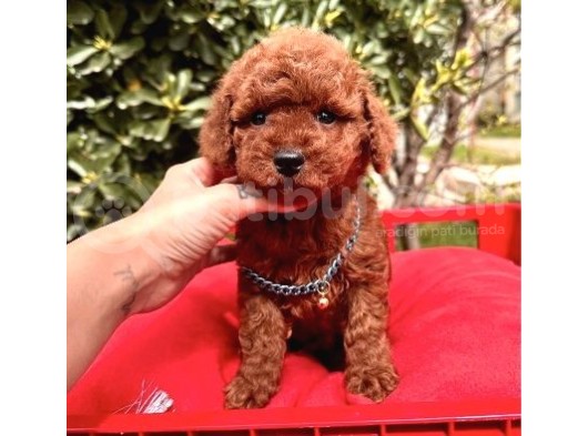 Koyu Kahverengi Poodle Yavrular  görsel