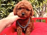 Koyu Kahverengi poodle yavrular 