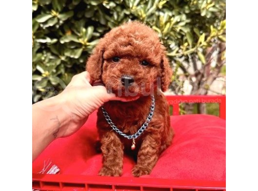 Koyu Kahverengi Poodle Yavrular 