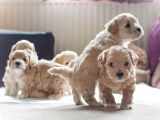 Vecihiden Mini Maltipoo Bebekler Hazır