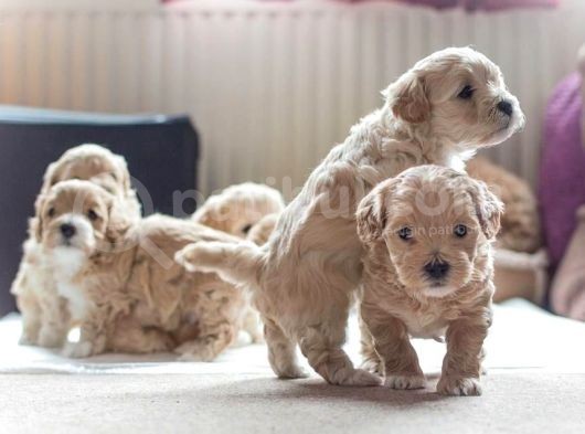 Vecihiden Mini Maltipoo Bebekler Hazır görsel