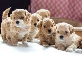 Vecihiden Mini Maltipoo Bebekler Hazır