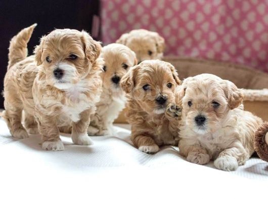 Vecihiden Mini Maltipoo Bebekler Hazır görsel