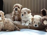 Vecihiden Mini Maltipoo Bebekler Hazır