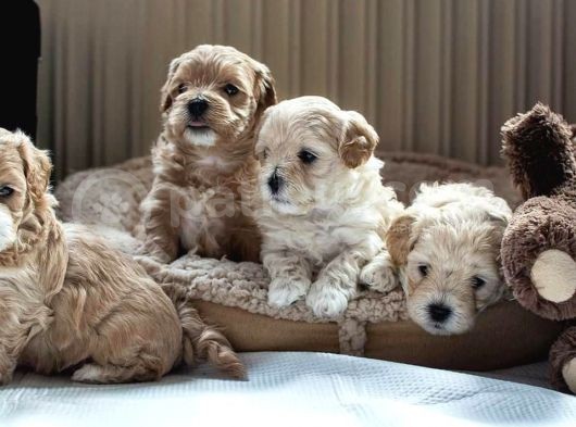 Vecihiden Mini Maltipoo Bebekler Hazır görsel