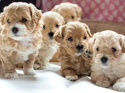 Vecihiden Mini Maltipoo Bebekler Hazır