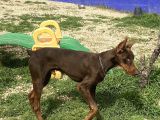 8 Aylik Kizil Erkek Doberman