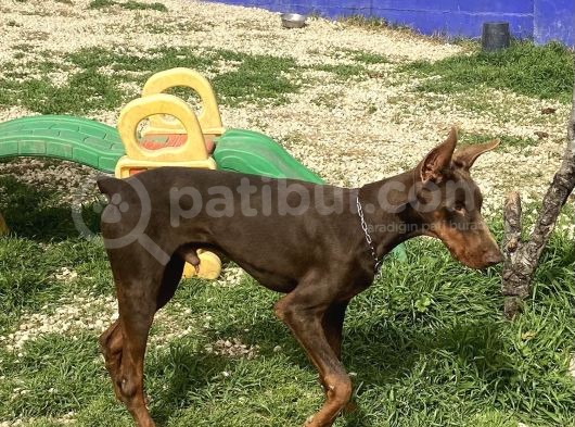 8 Aylik Kizil Erkek Doberman görsel