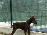 8 Aylik Kizil Erkek Doberman