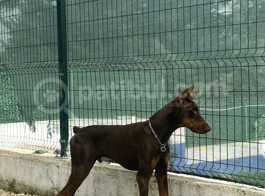 8 Aylik Kizil Erkek Doberman görsel