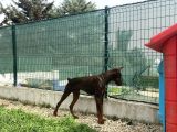 8 AYLIK KIZIL ERKEK DOBERMAN