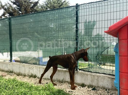 8 Aylik Kizil Erkek Doberman
