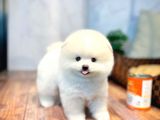 Güler Yüzlü Teddy Bear Pomeranian Boo Yavrularımız