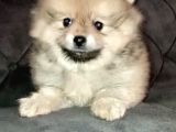 A Kali̇te Sağlıklı Pomerian Boo Yavrumuz
