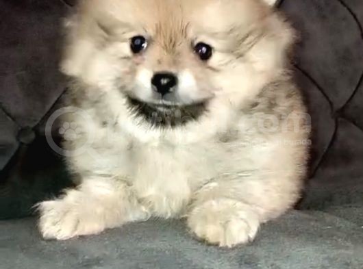 A Kali̇te Sağlıklı Pomerian Boo Yavrumuz görsel
