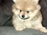 A KALİTE Sağlıklı Pomerian Boo Yavrumuz