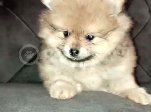 A Kali̇te Sağlıklı Pomerian Boo Yavrumuz