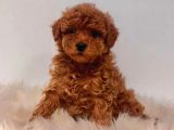 Tooy poodle cinsi yavrular 